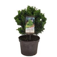 Chamaecyparis obt nana gracilis 50 cm - Warentuin natuurlijk