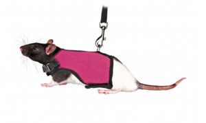 TRIXIE SOFTTUIG MET RIEM CAVIA ASSORTI 18-25 CM / 120 CM 4 ST