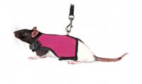 TRIXIE SOFTTUIG MET RIEM CAVIA ASSORTI 18-25 CM / 120 CM 4 ST - thumbnail