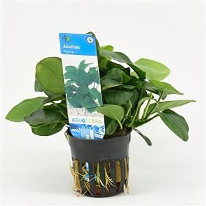 Anubias barteri nana - 6 stuks - aquarium plant