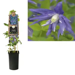 Klimplant Clematis macr.  Maidwell Hall - Blauwe Bosrank