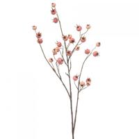 Rosehip