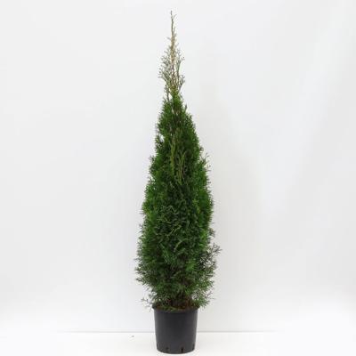 Thuja occidentalis smaragd 125-150 cm - Warentuin natuurlijk