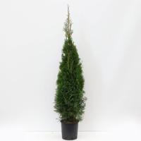 Thuja occidentalis smaragd 125-150 cm - Warentuin natuurlijk