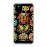 Haeckel Ascidiae: Google Pixel 5 Transparant Hoesje