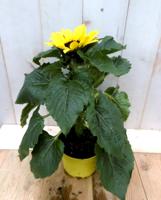 3 stuks! Zonnebloem Helianthus Warentuin Natuurlijk - Warentuin natuurlijk