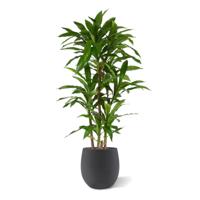 Draceana Fragrans XL Kunstplant 130cm