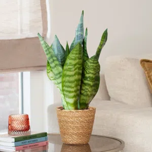 Sansevieria Zeylanica - Vrouwentong - P12