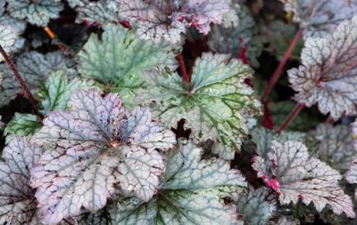 Purperklokje Heuchera 'Plum Pudding'
