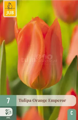 Bloembollen Tulipa Orange Emperor 7st Bloembollen Tulipa Orange Emperor 7st