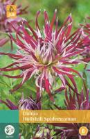 Dahlia Hollyhill Spiderwoman paars/rood 1 bloembol Dahlia JUB - Jub