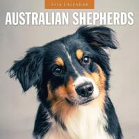 Australian Shepherd Kalender 2026