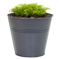 Plantenpot/bloempot Bob - rond - zink - antraciet - D11 X H10 cm - thumbnail