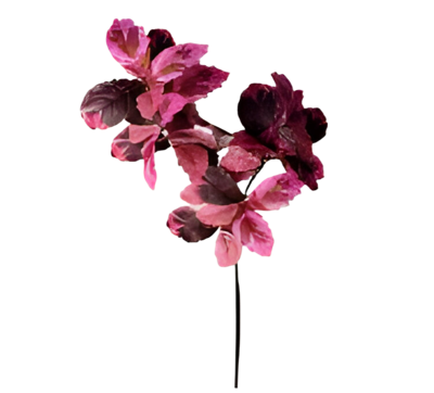 Berkenblad roze rood 120 cm - Buitengewoon de boet