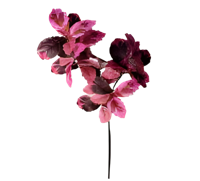 Berkenblad roze rood 120 cm - Buitengewoon de boet Berkenblad roze rood 120 cm - Buitengewoon de boet