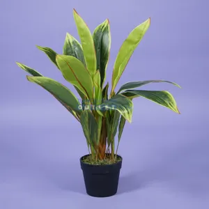 Cordyline - 65 cm