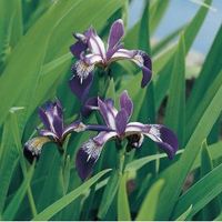 Amerikaanse iris (Iris versicolor) moerasplant - 6 stuks