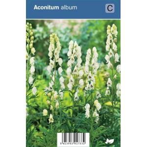 Monnikskap (aconitum album) schaduwplant - 12 stuks