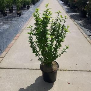 Hibiscus syriacus Woodbridge - 80 - 100 cm - 5 stuks