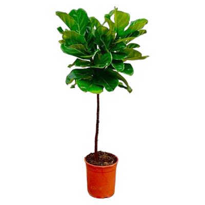 Ficus Lyrata stam - 130 cm - ø24