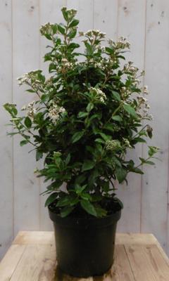 Viburnum Tinus 80 cm - Warentuin natuurlijk