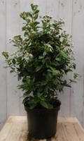 Viburnum Tinus 80 cm - Warentuin natuurlijk