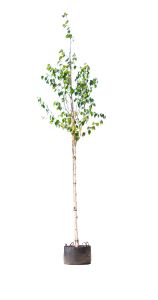 Witte himalaya berk Betula ut. jacquemontii h 350 cm st. omtrek 12 cm - Warentuin Natuurlijk