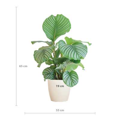 Calathea Orbifolia met Viber wit - 65cm - Ø21