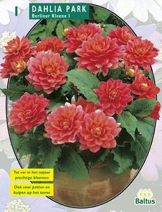 Zomer Bloembollen Dahlia Park Berliner Kleene per 1 - Baltus