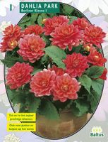 Zomer Bloembollen Dahlia Park Berliner Kleene per 1 - Baltus