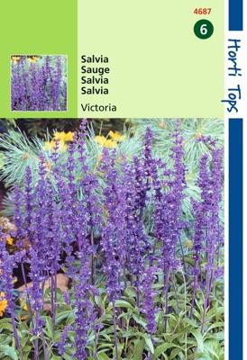 Salvia Farinacea Victoria Donkerblauw - Hortitops