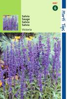 Salvia Farinacea Victoria Donkerblauw - Hortitops