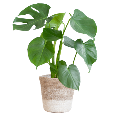 Monstera Deliciosa met Lissabon mand wit - 50cm - Ø17