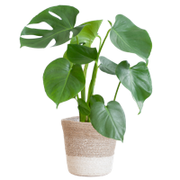 Monstera Deliciosa met Lissabon mand wit - 50cm - Ø17