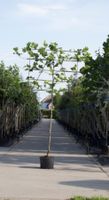 Plataan als leiboom Platanus hispanica h 360 cm st. omtrek 18 cm st. h 240 cm - Warentuin Natuurlijk - thumbnail