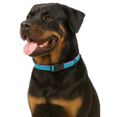 Jack and Vanilla Hondenhalsband - Nylon - Kliksluiting - Blauw - 65 cm