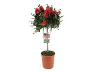 Callistemon op stam