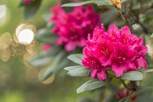 Dwerg rhododendron