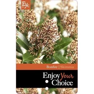 Skimmia (Skimmia Japonica “Bonfire”®) heester - 30-40 cm (C4,5) - 9 stuks