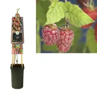 Klimplant Rubus Tayberry - Rode Bramen