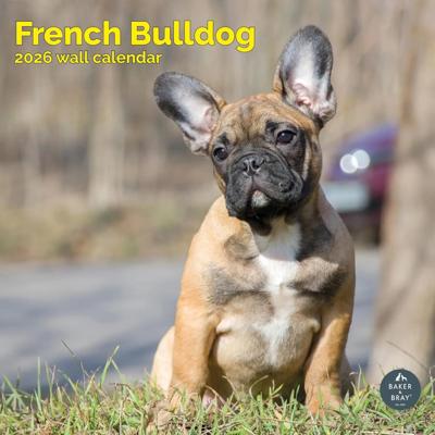 Franse Bulldog Kalender 2026