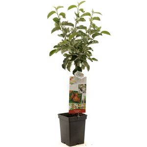 Appelboom Malus d. Rode Jonagold 90 cm