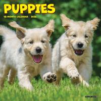 Puppies Kalender 2026 Mini