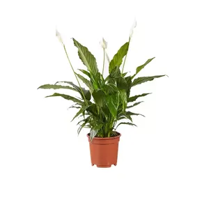 Kamerplant Spathiphyllum Vivaldi 'Lepelplant'