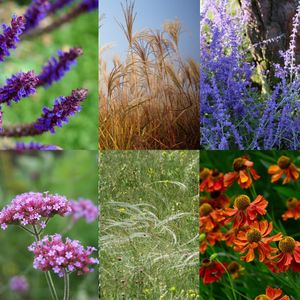 Borderpakket nazomer vaste planten