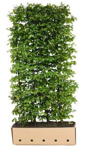 Carpinus betulus 150 cm. - Quickhedge