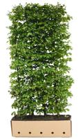 Carpinus betulus 150 cm. - Quickhedge