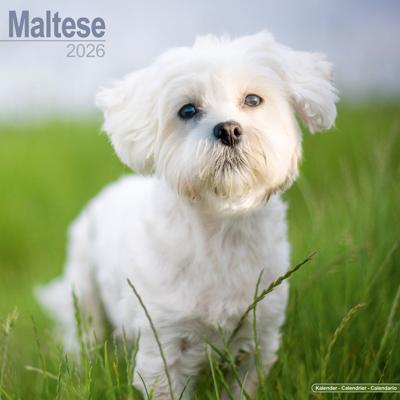 Maltezer Kalender 2026