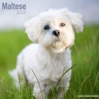 Maltezer Kalender 2026