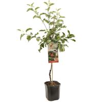Appelboom Malus d. Rode Jonagold